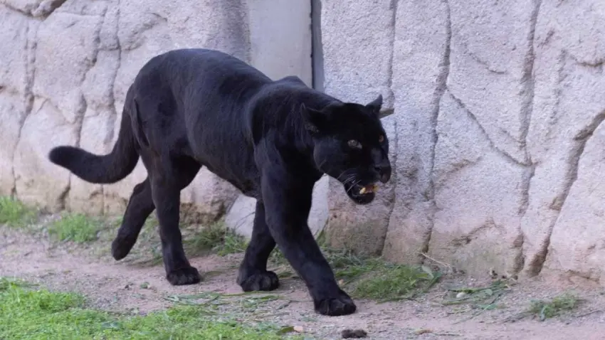 Doğal Yaşam Parkı’nın jaguarı Juliet hayatını kaybetti