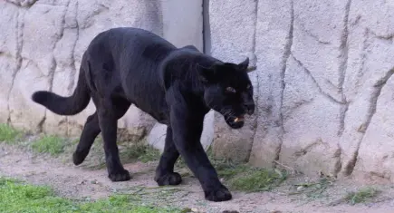 Doğal Yaşam Parkı’nın jaguarı Juliet hayatını kaybetti