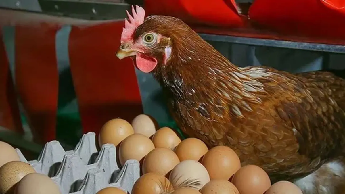 Tavuk Eti, yumurta ve süt üretiminde aylık düşüş!  haberinin görseli