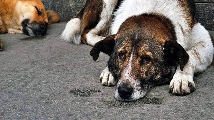 Yeni bir kampanya: Datça’da kamusal alanda işlenen vahşete dur de haberinin görseli