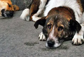 Yeni bir kampanya: Datça’da kamusal alanda işlenen vahşete dur de