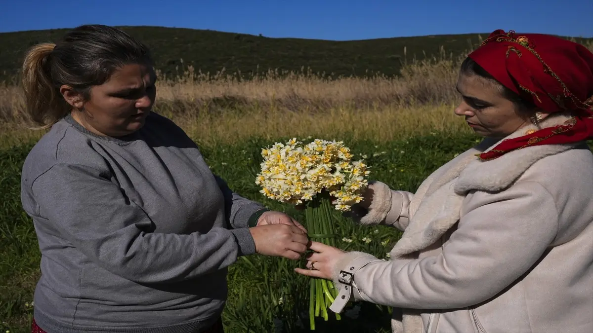 Ata tohumuyla yetişen nergis, Karaburunlu kadınlara kazanç sağlıyor haberinin görseli