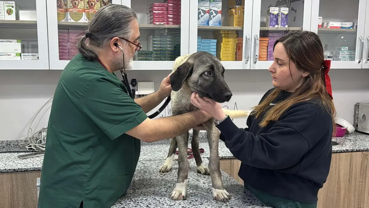 Ordu’da 10 günde 3 sokak köpeği domuz kurşunuyla vuruldu haberinin görseli