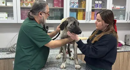 Ordu’da 10 günde 3 sokak köpeği domuz kurşunuyla vuruldu