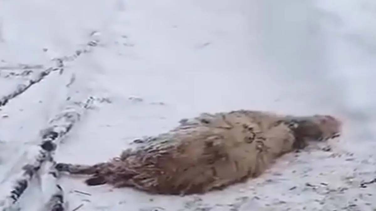 Ordu’da kar ağıl çökertti: 150 koyun enkaz altında kaldı haberinin görseli