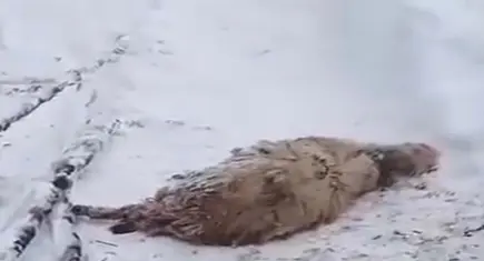 Ordu’da kar ağıl çökertti: 150 koyun enkaz altında kaldı