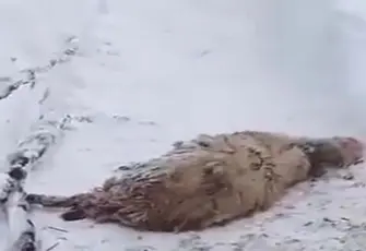 Ordu’da kar ağıl çökertti: 150 koyun enkaz altında kaldı