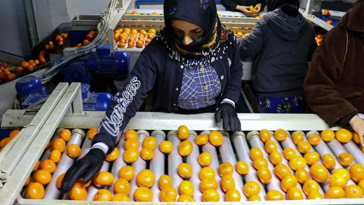 2025’te narenciye ihracatında rekor artış haberinin görseli