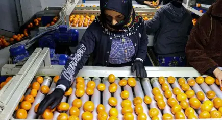 2025’te narenciye ihracatında rekor artış