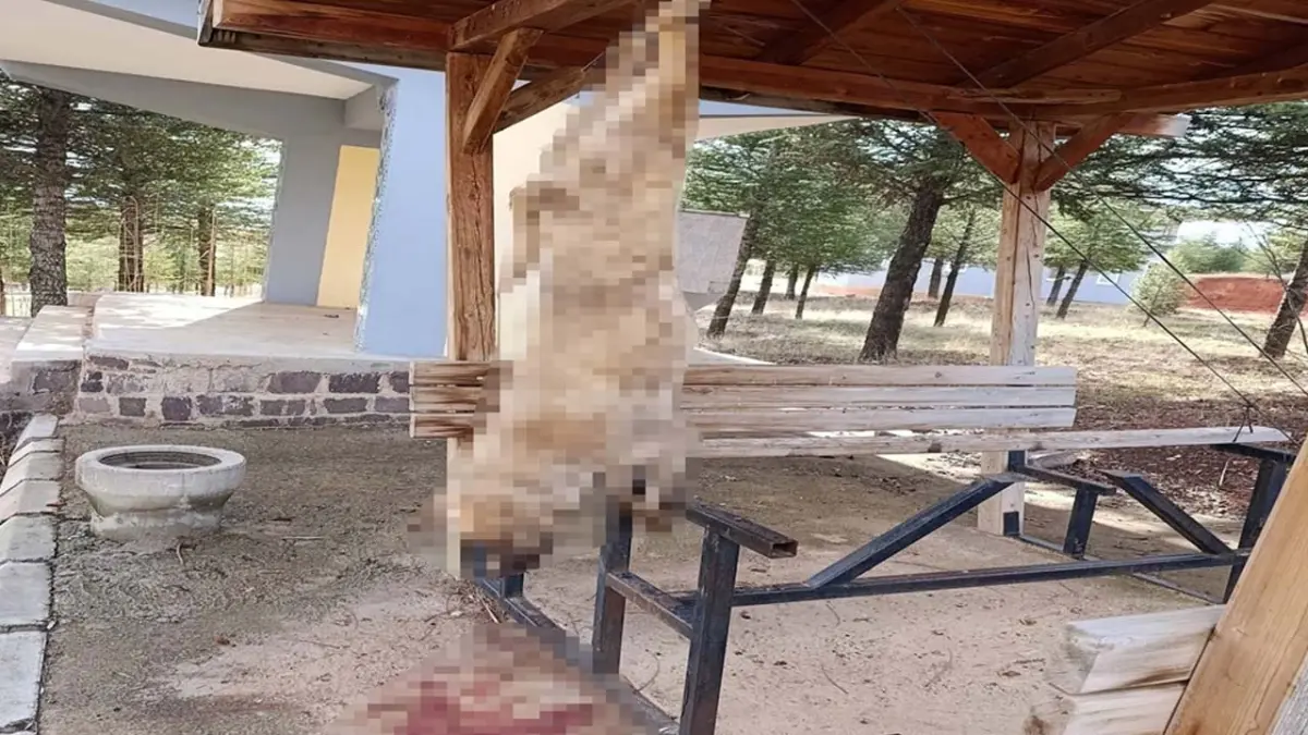 Afyonkarahisar’da köpeği asarak öldürdüler! haberinin görseli