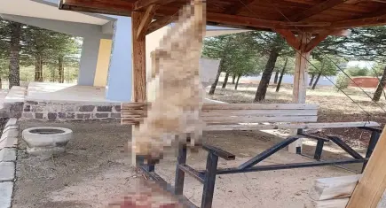 Afyonkarahisar’da köpeği asarak öldürdüler!