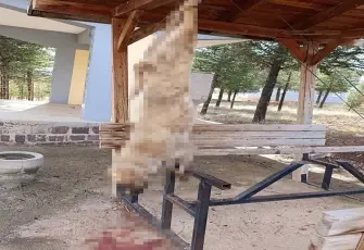 Afyonkarahisar’da köpeği asarak öldürdüler!