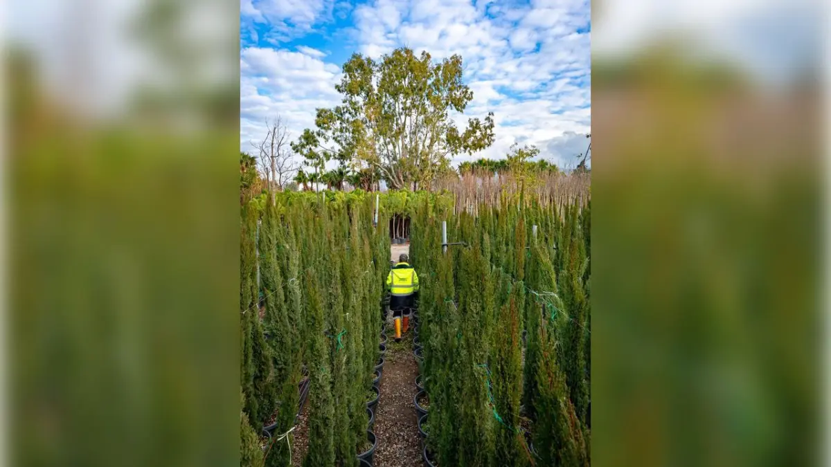Büyükşehir’den kentin yeşil dokusu için özenli çalışma haberinin görseli
