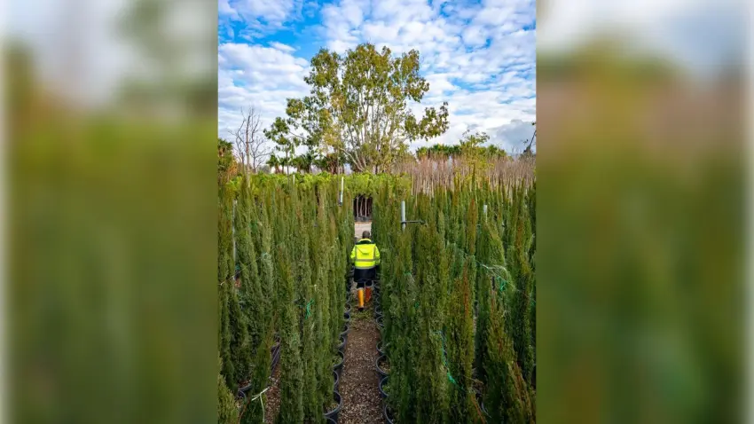 Büyükşehir’den kentin yeşil dokusu için özenli çalışma