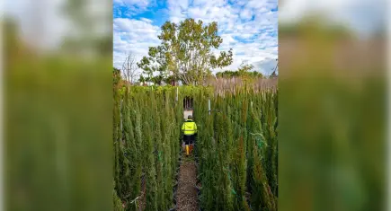 Büyükşehir’den kentin yeşil dokusu için özenli çalışma