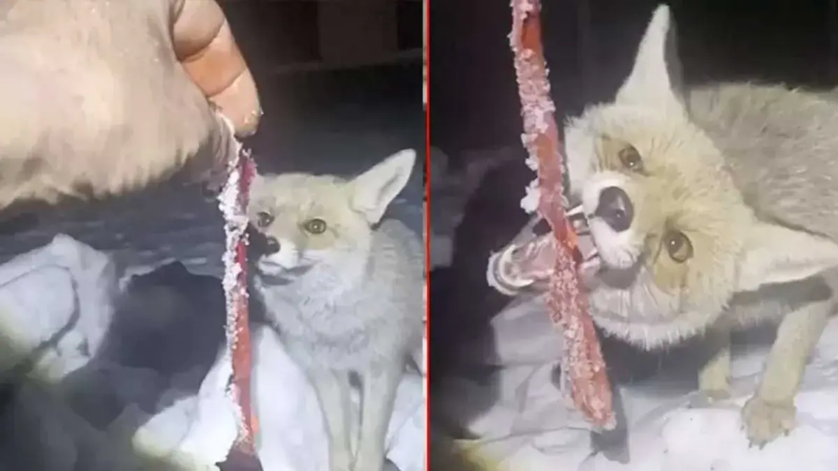 Kapısına gelen tilkiyi besledi başlıklı video haberin görseli