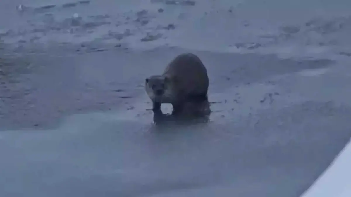 Yüksekova’da su samuru görüntülendi başlıklı video haberin görseli