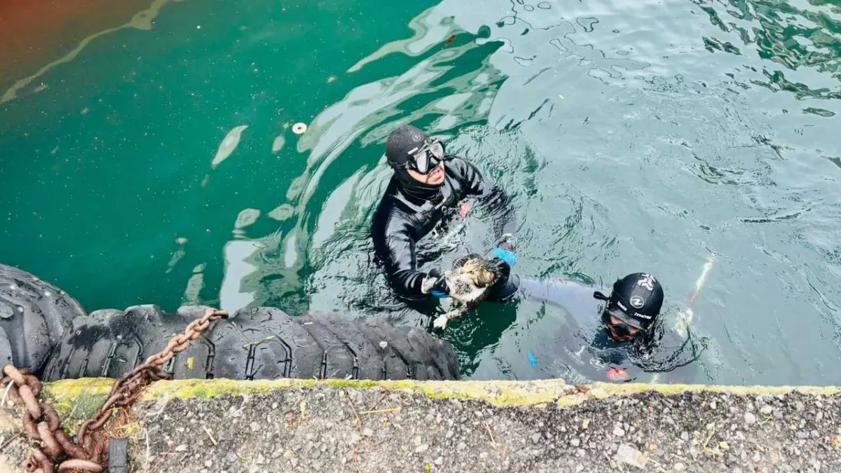 Karşıyaka İskelesi’nde sıkışan kedi itfaiyenin hızlı müdahalesiyle kurtarıldı haberinin görseli