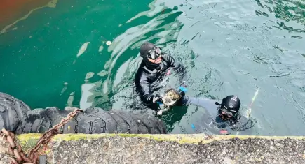 Karşıyaka İskelesi’nde sıkışan kedi itfaiyenin hızlı müdahalesiyle kurtarıldı