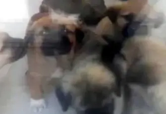 Köpeklere işkence yapan doktora verilen 9 yıl hapis cezası bozuldu: Yeniden yargılanacak