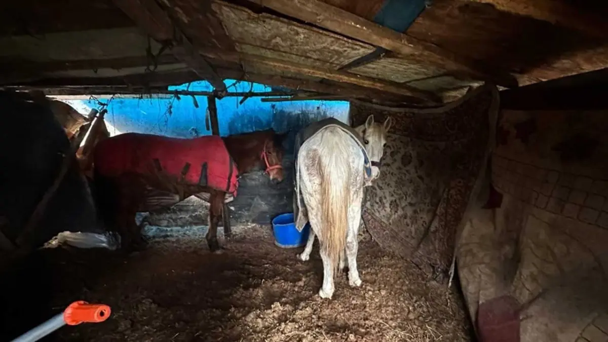 Sakarya'da korkunç görüntü:5 at kesilmektan son anda kurtarıldı haberinin görseli