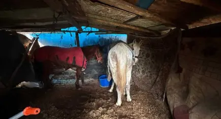 Sakarya'da korkunç görüntü:5 at kesilmektan son anda kurtarıldı
