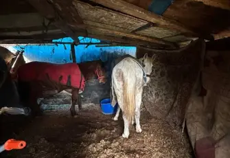 Sakarya'da korkunç görüntü: At kesimi hazırlığındaki 5 hayvan son anda kurtarıldı