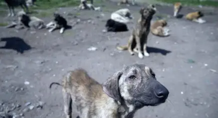 Cezve için adalet sağlandı: Sessiz canlar için mücadele sürüyor