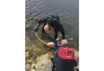 İnciraltı’nda mahsur kalan flamingo yeniden doğaya bırakıldı