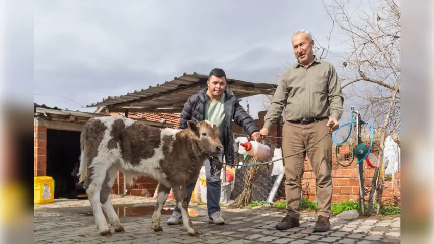 İzmir Büyükşehir’den çiftçilere şap hastalığı ve buzağı ölümlerine karşı destek