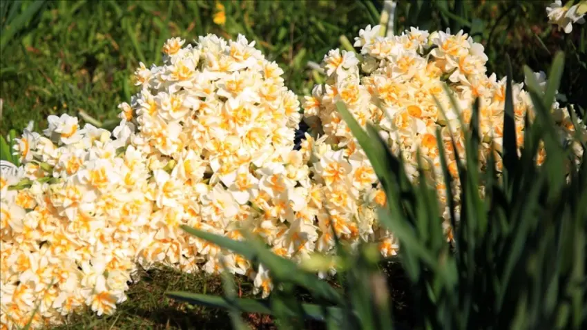 İzmir’de iptal edilen nergis festivali çiçekleri hastalara moral oldu