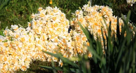 İzmir’de iptal edilen nergis festivali çiçekleri hastalara moral oldu