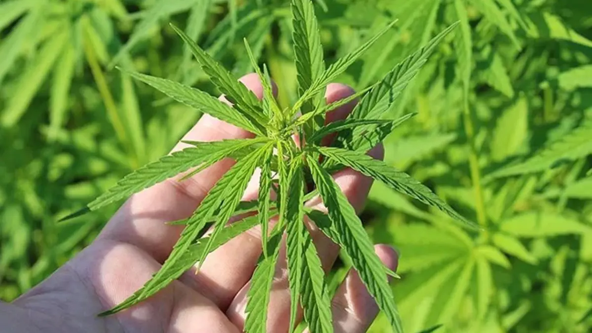 Kenevir üretimine yeni düzenleme: 21 ilde izin verildi haberinin görseli