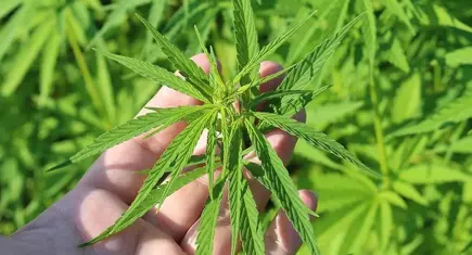 Kenevir üretimine yeni düzenleme: 21 ilde izin verildi