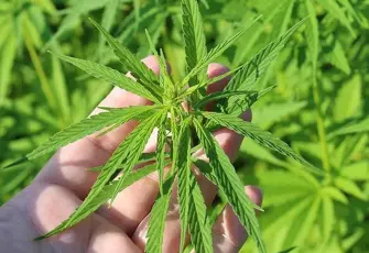 Kenevir üretimine yeni düzenleme: 21 ilde izin verildi