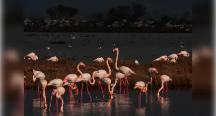 Kuraklık, Gediz Deltası’nda kirlilik baskısını artırıyor