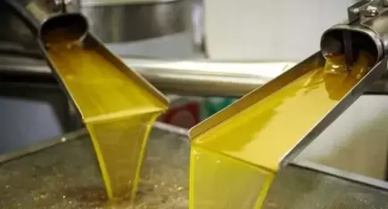 Bakanlık ifşa etti: Manisa’da zeytinyağında kimyasal hile