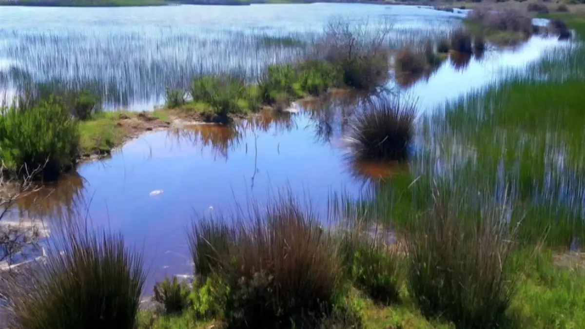 Dünya Sulak Alanlar Günü’nde İris Gölü’nden çağrı haberinin görseli