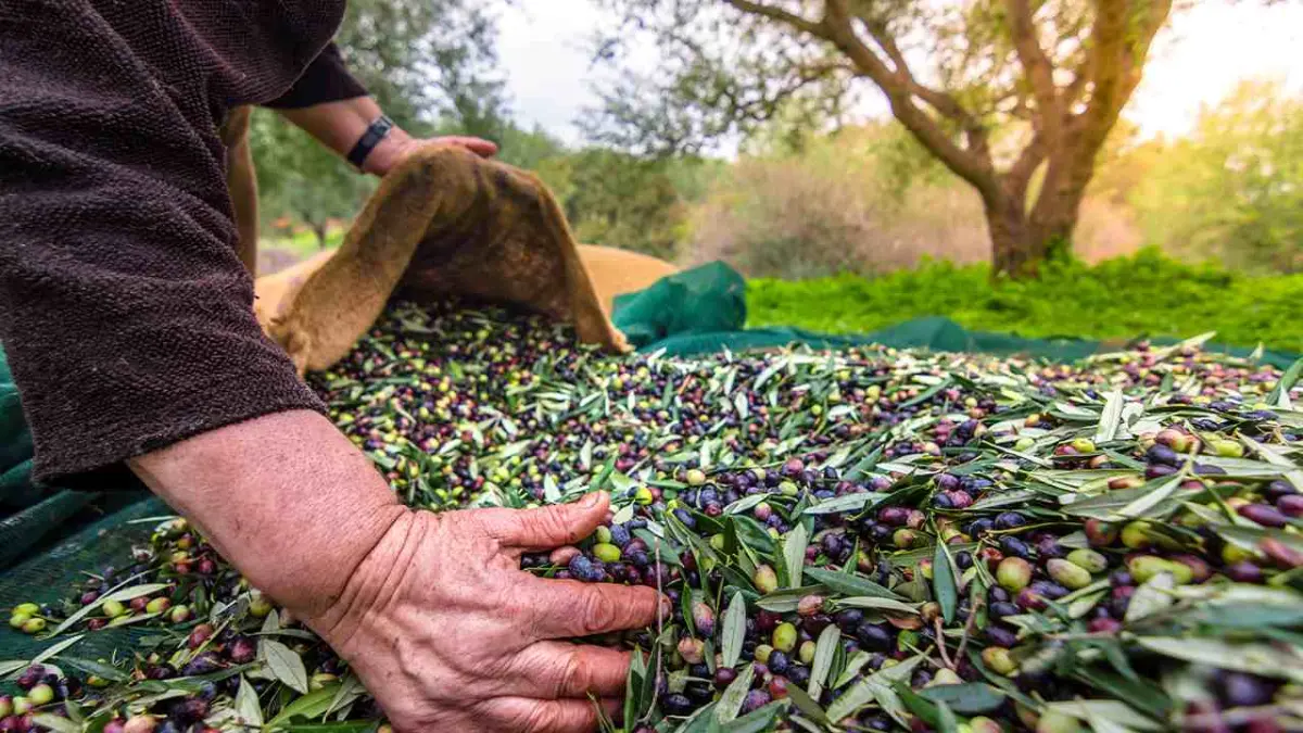 Zeytin ve zeytinyağı mirası fotoğraflarla geleceğe taşınıyor haberinin görseli