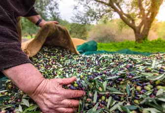 Zeytin ve zeytinyağı mirası fotoğraflarla geleceğe taşınıyor