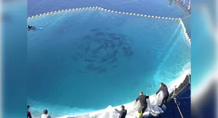 Balık ihracatı 2026’ya rekorla girdi