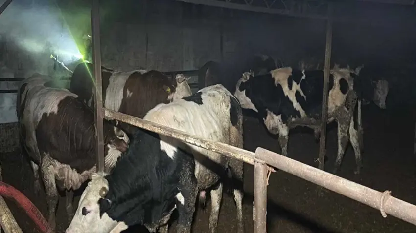 Çiftlikte yangını faciası: 60 küçükbaş hayvan telef oldu haberinin görseli