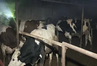 Çiftlikte yangını faciası: 60 küçükbaş hayvan telef oldu