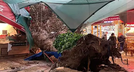 İzmir'de etkili olan sağanak yaşamı olumsuz etkiledi:Kemeraltı'nda asırlık ağaç devrildi