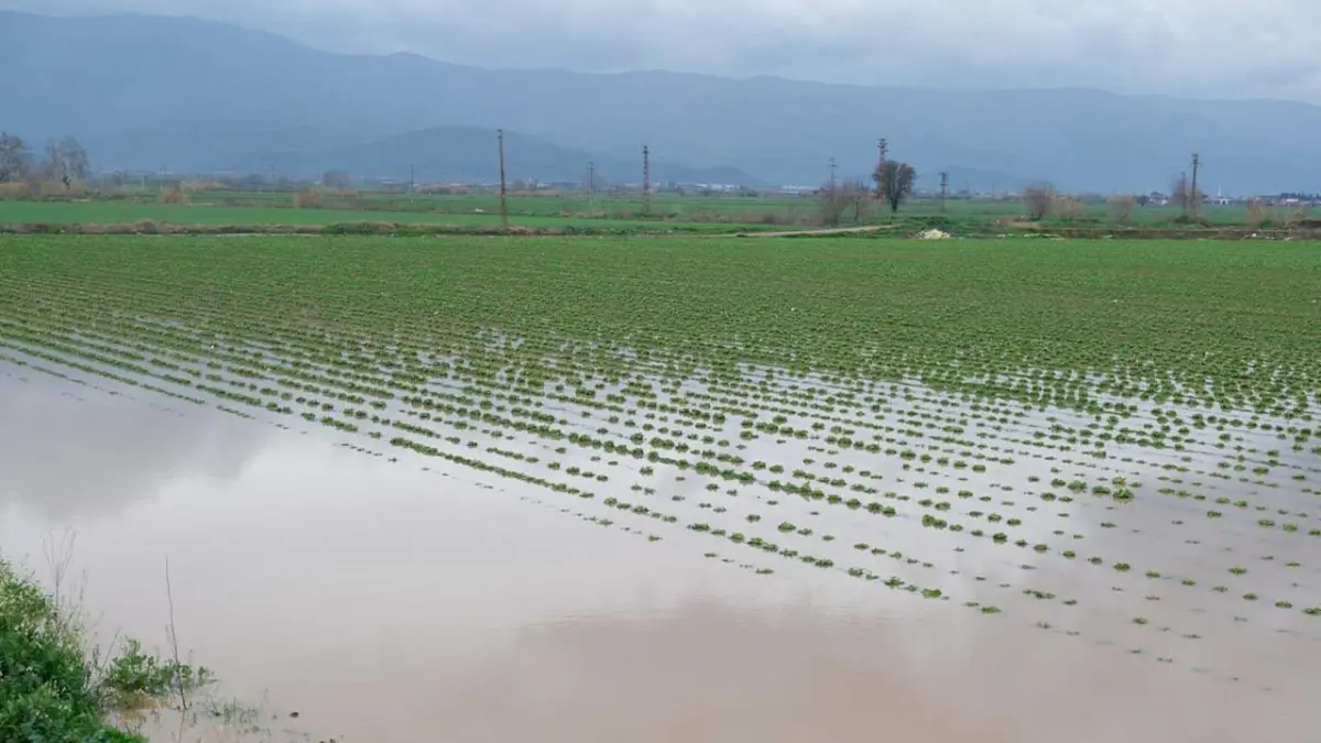 Küçük Menderes taştı, Ödemiş’te tarım alanları sular altında kaldı haberinin görseli