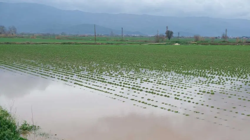Küçük Menderes taştı, Ödemiş’te tarım alanları sular altında kaldı