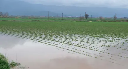 Küçük Menderes taştı, Ödemiş’te tarım alanları sular altında kaldı