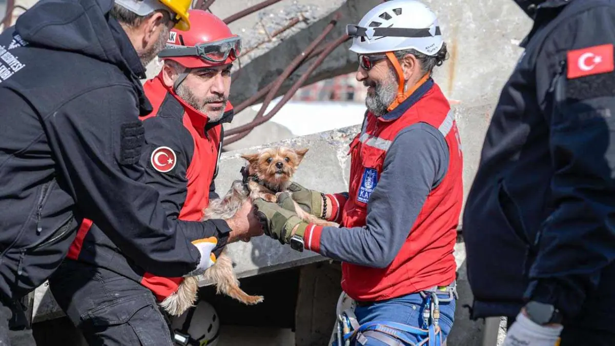 Afetlerde hayvan kurtarma için eğitim seferberliği haberinin görseli