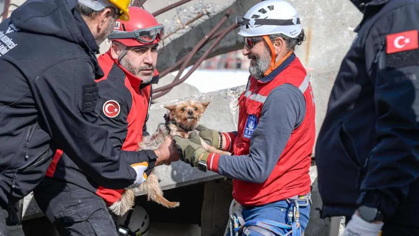 Afetlerde hayvan kurtarma için eğitim seferberliği