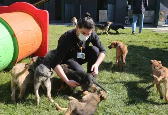 Sahipsiz sokak hayvanlarının rehabilitasyonu hizmeti alınacak resmi ilan resim dosyası.